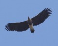 /album/some-overseas-trips/grey-headed-fish-eagle-corbett-park-jpg/